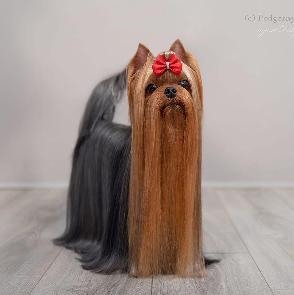 DE LAVER STYLE ROBERTINO DE LAVER STYLE &mdash; Labaza DogPedigree YorkshireTerrier